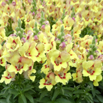 Antirrhinum Dazzling Lips Yellow Eye